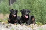 BEAUCERON 404